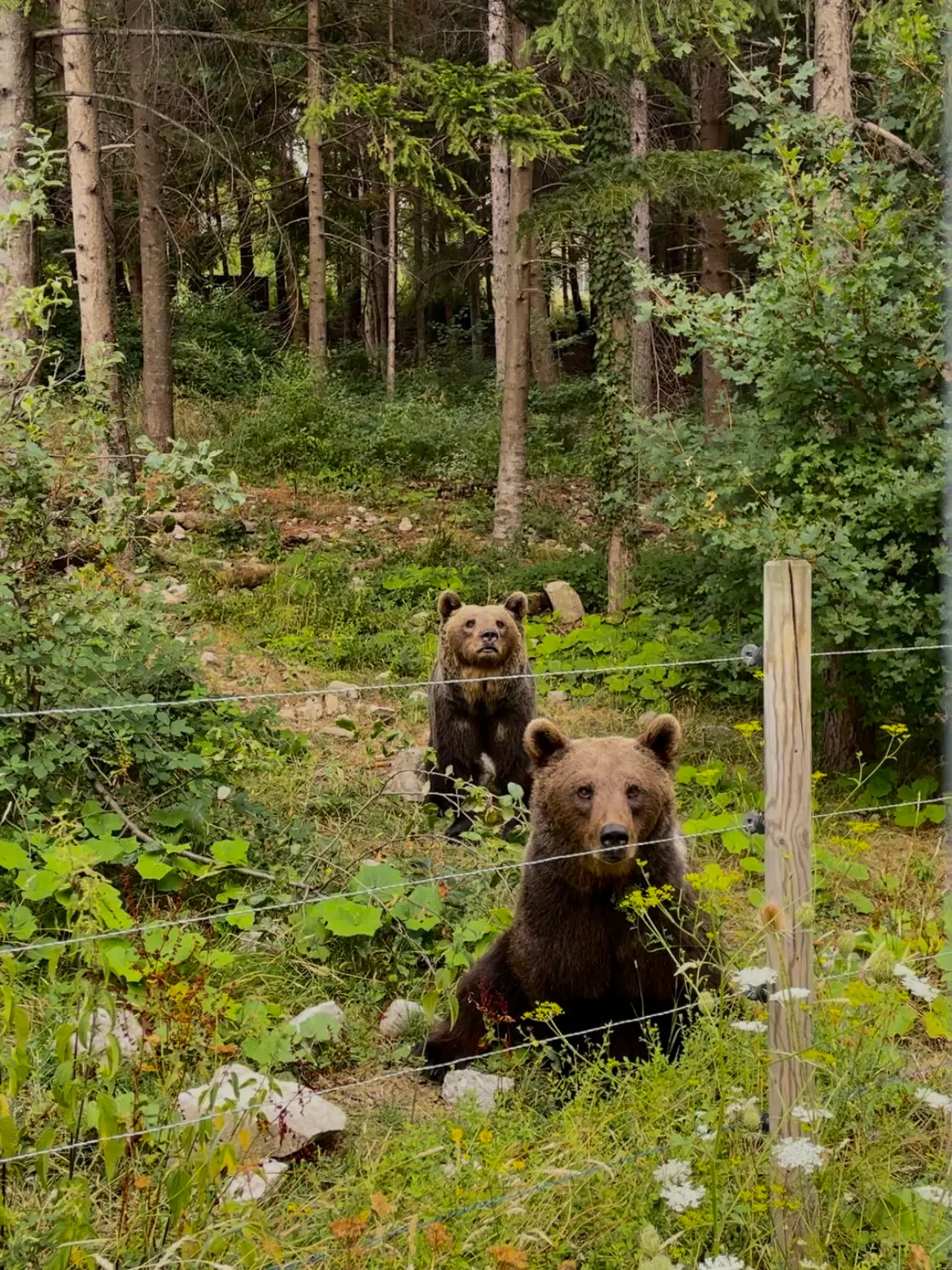 Orso Bruno – Trekking e Avvistamento in Abruzzo slide